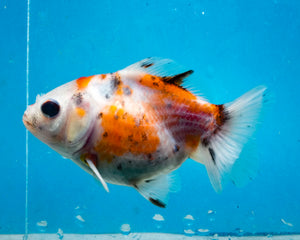 Calico Monster Oranda Female (3.5 inches) Imported in Thailand