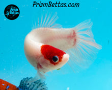 Load image into Gallery viewer, Tancho Giant Halfmoon Plakat Male