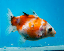 Load image into Gallery viewer, Calico Monster Oranda Female (3.5 inches) Imported in Thailand