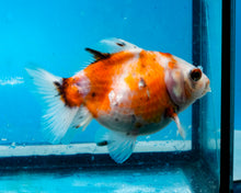 Load image into Gallery viewer, Calico Monster Oranda Female (3.5 inches) Imported in Thailand