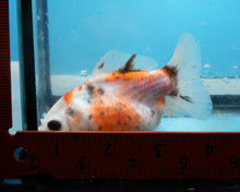 Load image into Gallery viewer, Calico Monster Oranda Female (3.5 inches) Imported in Thailand