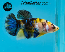 Load image into Gallery viewer, Yellow Koi Halfmoon Plakat Female