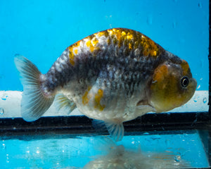 Blue and Gold Ranchu (4 inches) Imported in Thailand