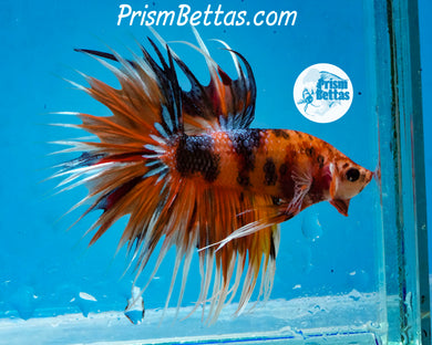 Candy Koi Crowntail Male