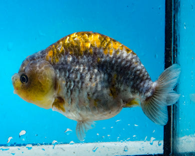 Blue and Gold Ranchu (4 inches) Imported in Thailand