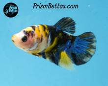 Load image into Gallery viewer, Yellow Koi Halfmoon Plakat Female