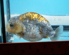 Load image into Gallery viewer, Blue and Gold Ranchu (4 inches) Imported in Thailand