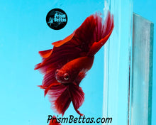 Load image into Gallery viewer, Red Halfmoon Male