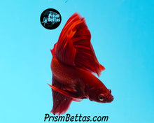 Load image into Gallery viewer, Red Halfmoon Male