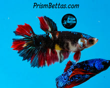 Load image into Gallery viewer, Candy Koi Halfmoon Female