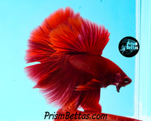 Load image into Gallery viewer, Red Halfmoon Male