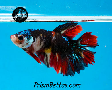 Candy Koi Halfmoon Female
