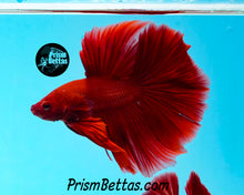 Load image into Gallery viewer, Red Halfmoon Male