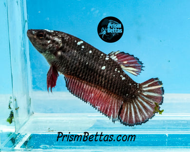 Red Copper Galaxy Halfmoon Plakat Female