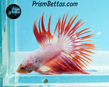 Load image into Gallery viewer, Pink Crowntail Male