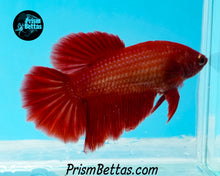 Load image into Gallery viewer, Red Halfmoon Female