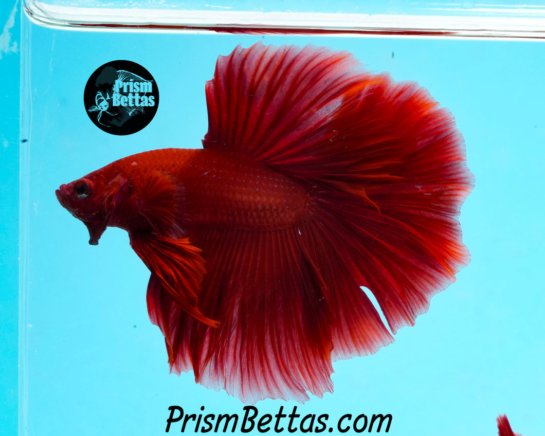 Red Halfmoon Male