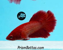 Load image into Gallery viewer, Red Halfmoon Female