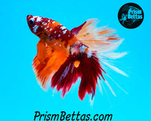 Load image into Gallery viewer, Galaxy Candy Koi Halfmoon Male