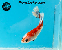 Load image into Gallery viewer, Red Koi Halfmoon Plakat Female