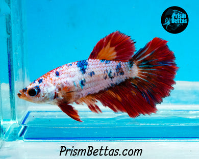 Rainbow Marble Halfmoon Female