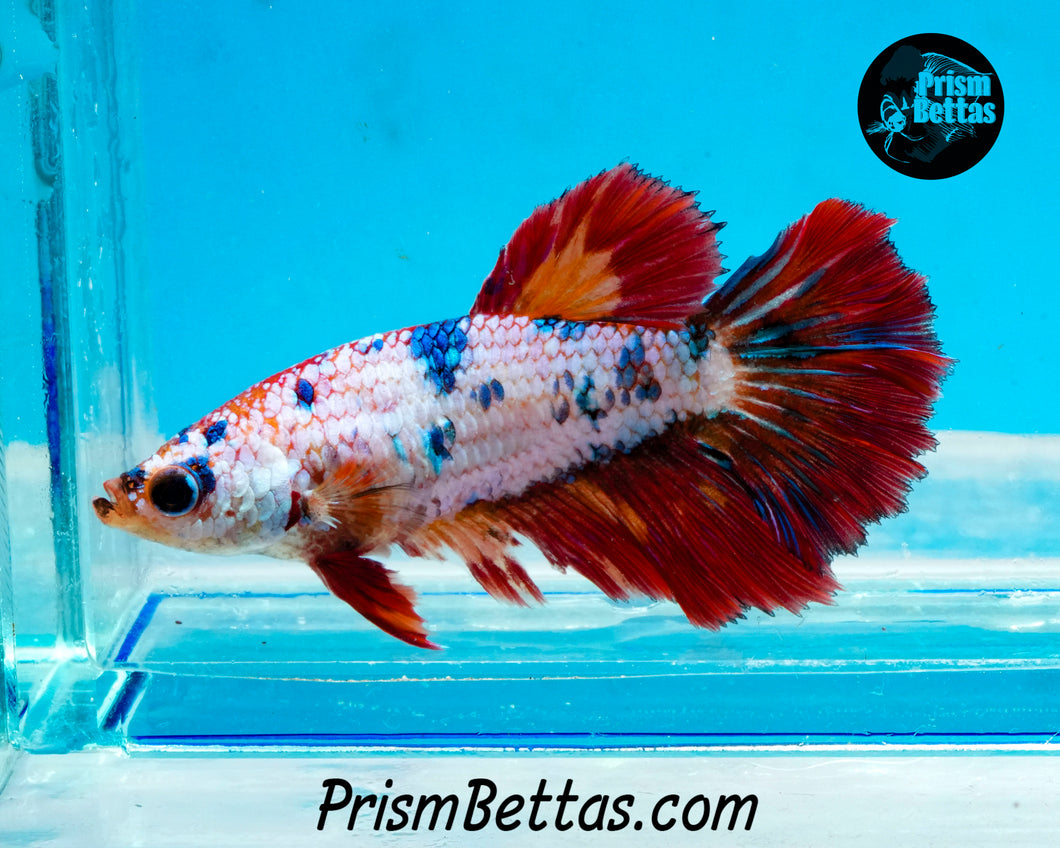 Rainbow Marble Halfmoon Female