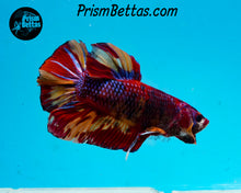 Load image into Gallery viewer, Candy Koi Giant Halfmoon Plakat Male