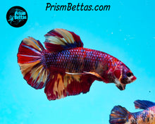 Load image into Gallery viewer, Candy Koi Giant Halfmoon Plakat Male