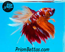 Load image into Gallery viewer, Galaxy Candy Koi Halfmoon Male