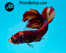 Load image into Gallery viewer, Candy Koi Giant Halfmoon Plakat Male