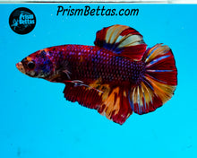 Load image into Gallery viewer, Candy Koi Giant Halfmoon Plakat Male