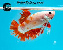 Load image into Gallery viewer, Orange Koi Halfmoon Plakat Male