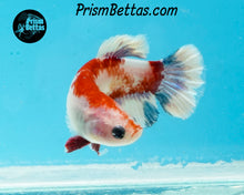 Load image into Gallery viewer, Red Koi Halfmoon Plakat Female