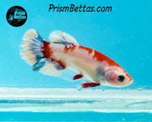 Load image into Gallery viewer, Red Koi Halfmoon Plakat Female