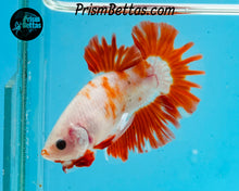 Load image into Gallery viewer, Orange Koi Halfmoon Plakat Male