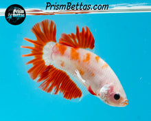 Load image into Gallery viewer, Orange Koi Halfmoon Plakat Male
