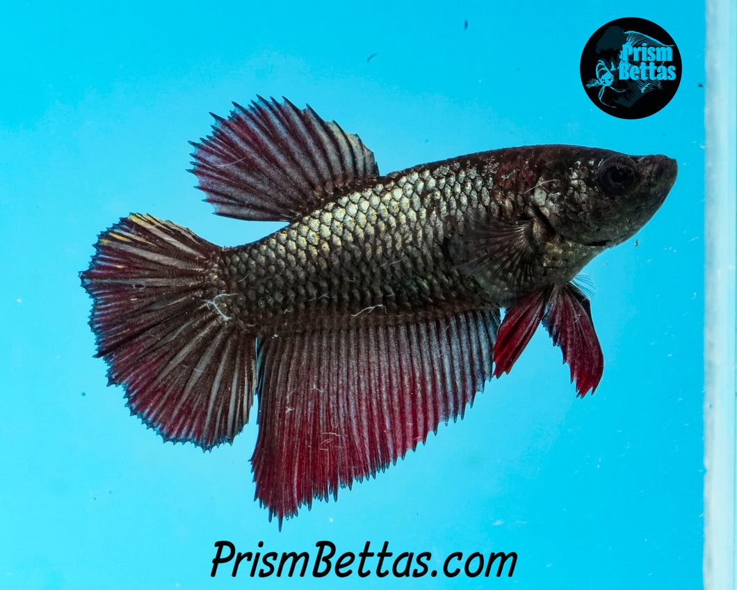 Red Copper Halfmoon Female