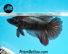 Load image into Gallery viewer, Red Copper Halfmoon Female