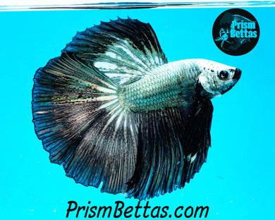 Copper Dragon Marble Halfmoon Male