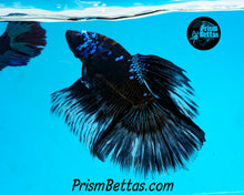 Load image into Gallery viewer, Black Marble Butterfly Halfmoon Male