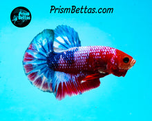 Load image into Gallery viewer, Marble Halfmoon Plakat Male