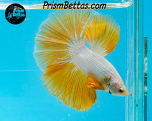 Load image into Gallery viewer, Yellow Dragon Halfmoon Male