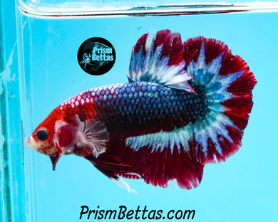 Marble Halfmoon Plakat Male