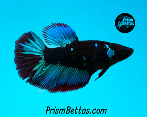 Blacklight Halfmoon Female