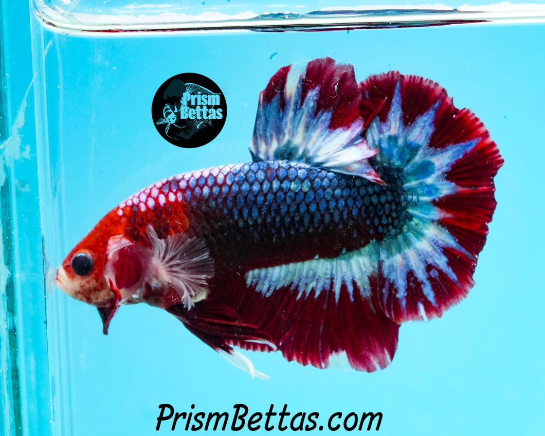 Marble Halfmoon Plakat Male