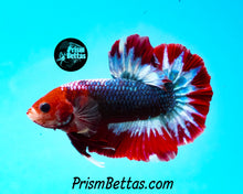 Load image into Gallery viewer, Marble Halfmoon Plakat Male