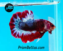 Load image into Gallery viewer, Marble Halfmoon Plakat Male