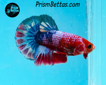 Load image into Gallery viewer, Marble Halfmoon Plakat Male