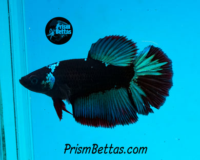 Blacklight Halfmoon Female