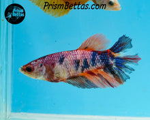 Load image into Gallery viewer, Rainbow Marble Halfmoon Female